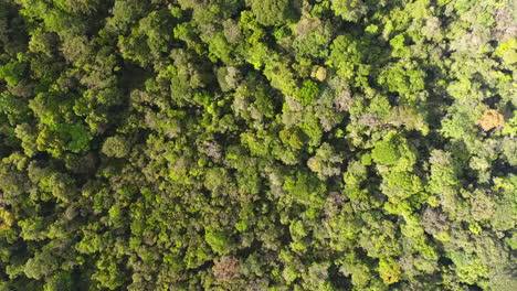 Vertikale-Drohnenansicht,-Die-Den-Amazonas-Regenwald-Hinuntergeht.-Tageszeit-Französisch-Guayana